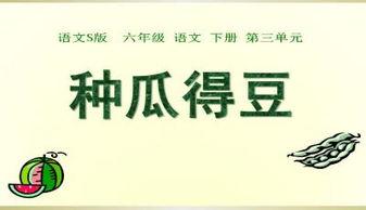 吃瓜ppt,吃瓜群众视角下的PPT盛宴解析