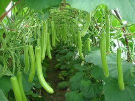 热门大瓜 热门大瓜有哪些,揭秘明星幕后故事