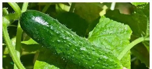 热门大瓜 热门大瓜有哪些,揭秘明星幕后故事