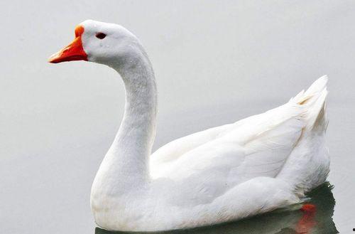 网红大鹅 美丽的标价,美丽标价背后的故事