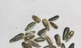 热门大瓜子,零食界的明星产品